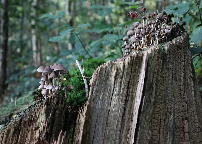 In Near Veluwe Semesterbostad