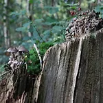 In Near Veluwe بيت للعطل