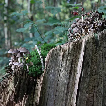 In Near Veluwe Nyaraló